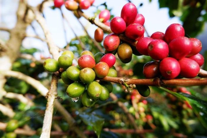 Giá cà phê hôm nay tăng 1.600 – 1.800 đồng/kg. Ảnh minh họa