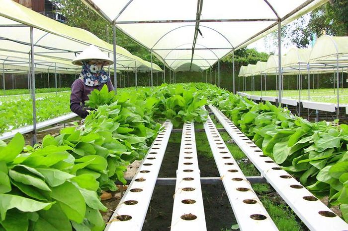Mô hình trồng rau thủy canh tại Đồng Tháp