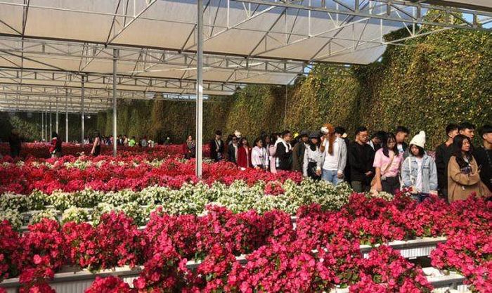 Du khách tham quan vườn hoa kiểng tại Đồng Tháp