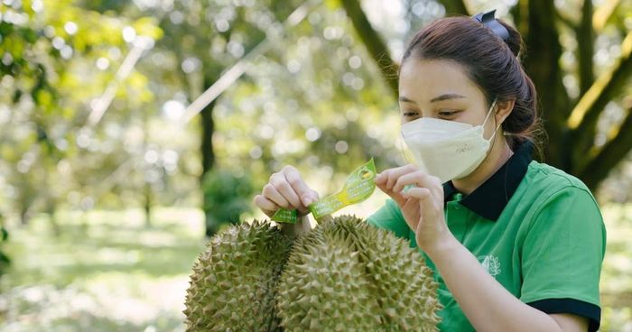 Xây dựng thương hiệu và bảo hộ sở hữu trí tuệ giúp các HTX ở Đắk Lắk nâng cao giá trị sầu riêng, tạo lợi thế trên thị trường.