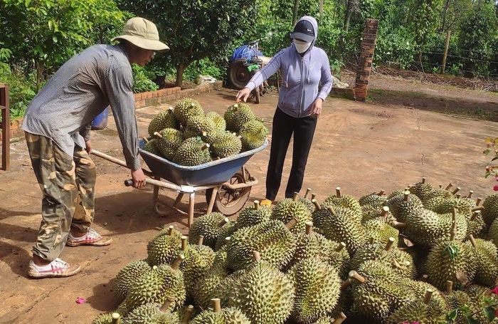 Mã số vùng trồng kết hợp truy xuất nguồn gốc và bảo hộ sở hữu trí tuệ đang giúp các HTX ở Đắk Lắk nâng cao giá trị, chống giả mạo thương hiệu sầu riêng.