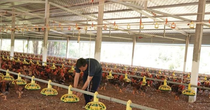 Chính sách thuế đối với HTX có nhiều ưu đãi nhưng cũng quy định rõ ràng, đòi hỏi HTX phải tuân thủ.