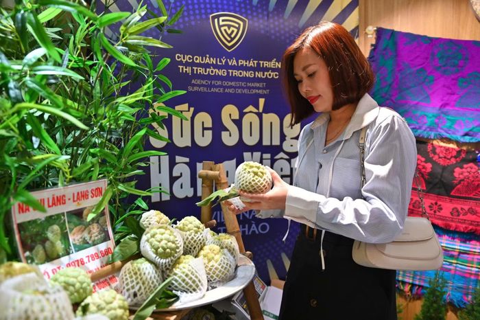 Những trái na Chi Lăng sau khi được thu hoạch đưa thẳng từ vùng trồng xuống phục vụ người tiêu dùng Thủ đô trong khuôn khổ chương trình Sức sống hàng Việt số 10 do Cục Quản lý và Phát triển thị trường trong nước phối hợp với Sở Công Thương tỉnh Lạng Sơn tổ chức.