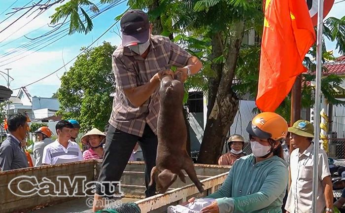 Heo giống được trao tận tay hộ nghèo, hộ khó khăn ở xã An Trạch.