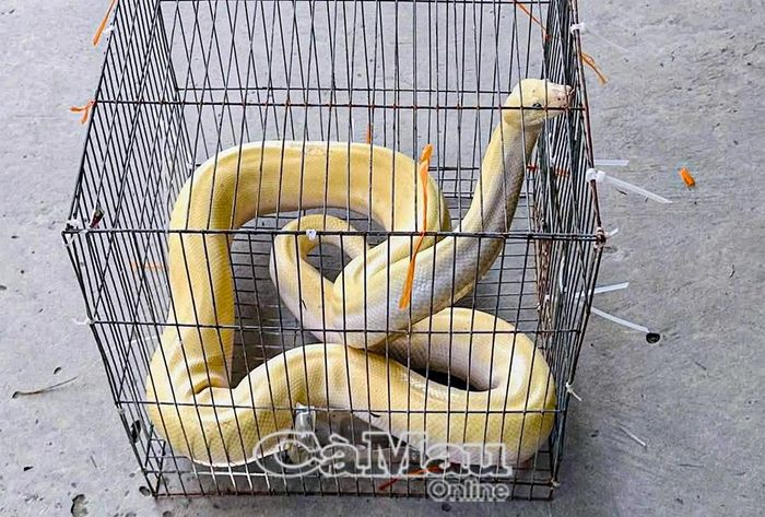 Cá thể trăn gấm bạch tạng thuộc danh mục động vật rừng nguy cấp, quý, hiếm.