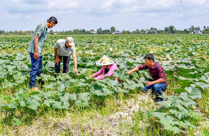 Các địa phương chủ động mở rộng không gian tạo nguồn, trong đó hướng đến các điển hình sản xuất, kinh doanh giỏi. (Trong ảnh: Mô hình đưa màu xuống ruộng của nông dân xã Ðá Bạc).