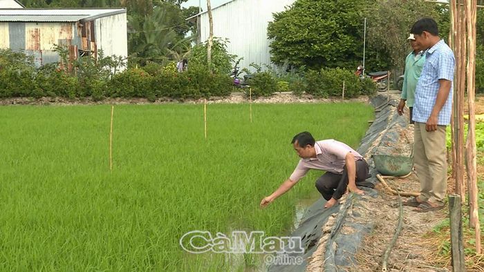 Sản xuất lúa giữ vai trò trọng yếu trong phát triển kinh tế nông nghiệp của Xã Hồng Dân.