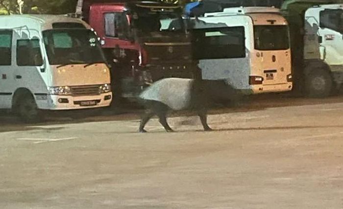 Heo vòi Mã Lai là loài duy nhất còn sinh sống tại châu Á, đồng thời là loài lớn nhất trong bốn loài heo vòi còn tồn tại trên thế giới.