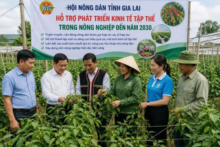 Nông dân Gia Lai tham gia mô hình hợp tác xã, tăng cường liên kết sản xuất nông nghiệp hữu cơ theo chuỗi giá trị. (Ảnh minh họa)