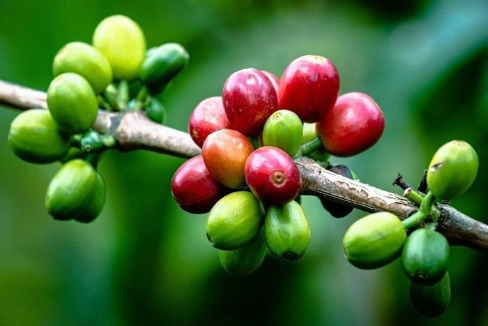 Giá cà phê thế giới tiếp tục tăng. (Ảnh: Barchart)