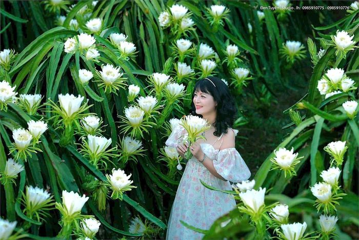 Vườn thanh long của gia đình chị Nguyễn Thị Mai Hương ở thôn Đại Hàn, xã Thuận An trở thành điểm check-in hấp dẫn du khách. Ảnh: Mai Hương