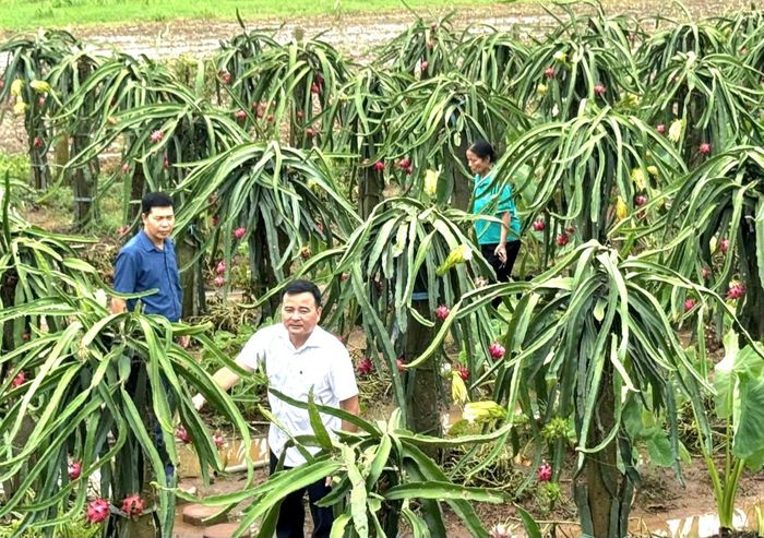 Mô hình trồng thanh long ở xã Thuận An cho hiệu quả kinh tế cao. Ảnh: Mai Hương