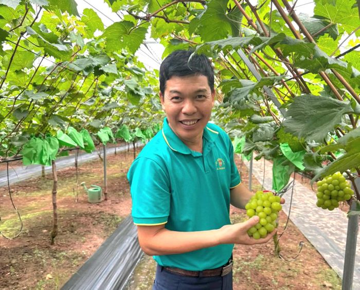 Vườn nho Xuân Thu ở xã Thuận An cung cấp sản phẩm an toàn, chất lượng cho người tiêu dùng. Ảnh: HND