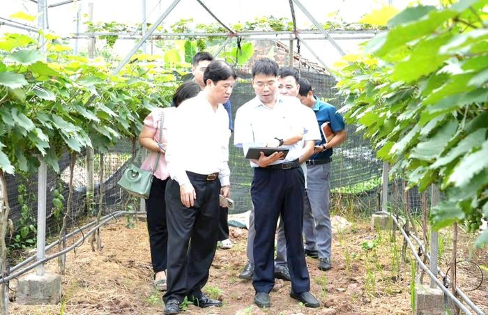 Lãnh đạo Hội Nông dân thành phố Hà Nội và xã Thuận An thăm các mô hình sản xuất nông nghiệp trên địa bàn. Ảnh: HND