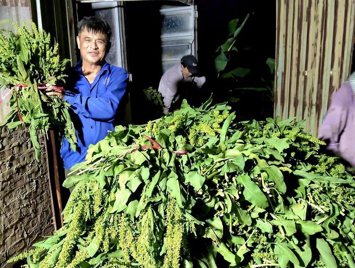 Mô hình trồng cây dược liệu sâm Nữ hoàng giúp mang lại hiệu quả kinh tế cao cho gia đình ông Nguyễn Xuân Thanh (Câu lạc bộ Nông dân sản xuất kinh doanh giỏi xã Thuận An). Ảnh: Nguyễn Xuân