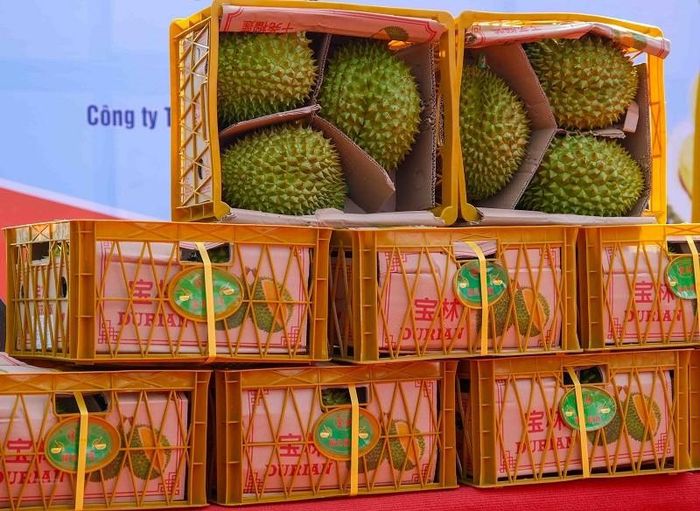 Sầu riêng Việt Nam được đóng gói theo tiêu chuẩn trước khi xuất khẩu. Ảnh: Hồng Thắm