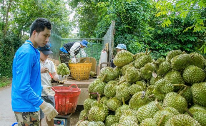 Nông dân Đắk Lắk thu hoạch sầu riêng. Ảnh: Minh Thuận