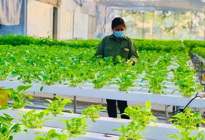 Việc hình thành các vùng sản xuất tập trung đã tạo điều kiện để người dân thay đổi phương thức canh tác. Ảnh: PV