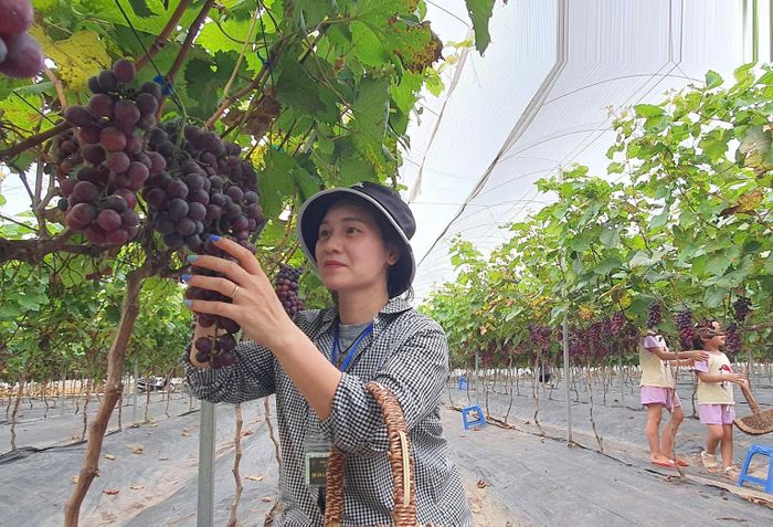 Việc phát triển các vùng sản xuất nông nghiệp tập trung không chỉ giúp Hà Nội nâng cao năng suất, chất lượng và giá trị gia tăng của nông sản. Ảnh: PV