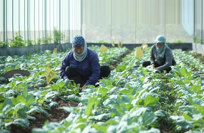 Hà Nội đã đạt nhiều kết quả tích cực trong tái cơ cấu ngành Nông nghiệp theo hướng hiện đại, tập trung và phát triển sản xuất hàng hóa. Ảnh: Đỗ Nam