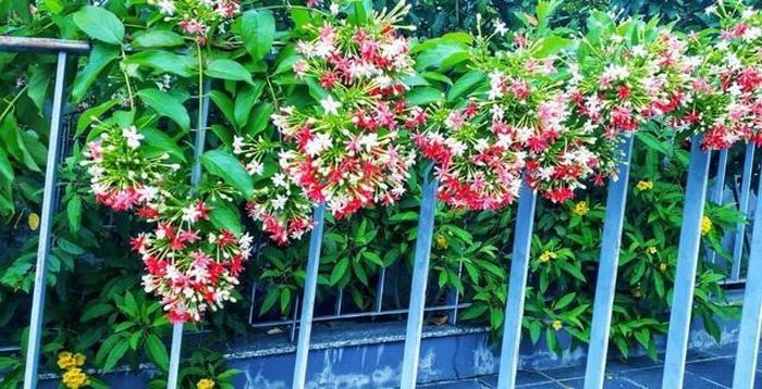 Nhiều nhà tận dụng sử quân tử để phủ cổng, leo lên mái che hoặc kéo dài dọc ban công tầng cao.