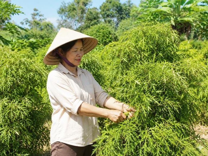 Thời điểm thu hái lá đinh lăng tốt nhất trong ngày là từ 9-11 giờ. Ảnh AI