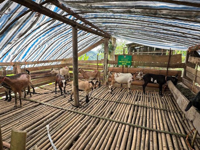 Mô hình điểm "chăn nuôi dê sinh sản" góp phần thúc đẩy nông dân xã vùng cao Sơn Lộ phát triển kinh tế. Ảnh: Hân Nguyễn.
