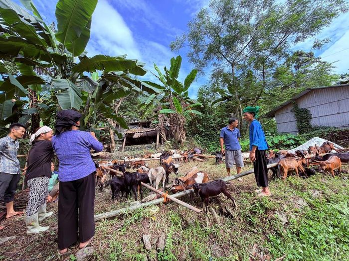 Các hộ dân nhận dê giống. Ảnh: Hân Nguyễn.