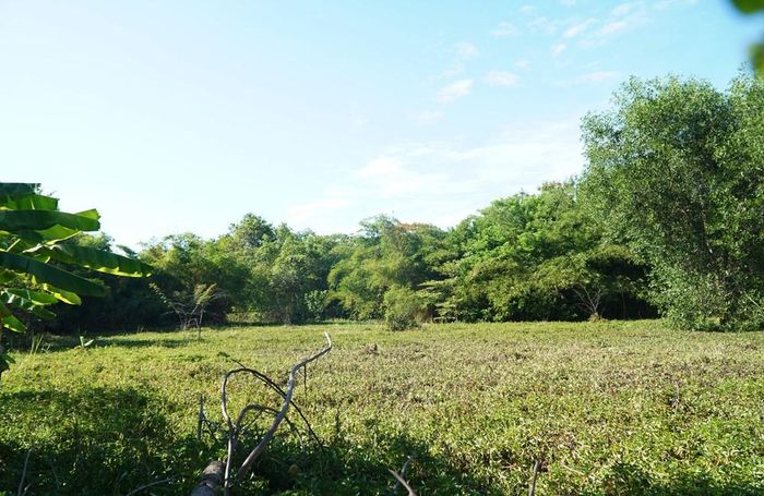 Bên trong khu đất được cấp chủ trương đầu tư dự án khu nghỉ dưỡng Nama. Ảnh: S.Thùy