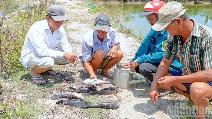 Cá bống tượng bị chết bất thường trong ao nuôi của người dân phường Tân Thành (tỉnh Cà Mau) được vợt lên ngay khi xảy ra sự cố xâm mặn. (Ảnh: HỮU TÙNG, chụp tháng 5/2026).