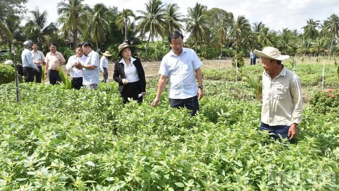 Lãnh đạo Ủy ban nhân dân tỉnh Đồng Tháp và các sở, ngành trực tiếp xuống ruộng rau để xác minh và làm rõ nguyên nhân bị thiệt hại.