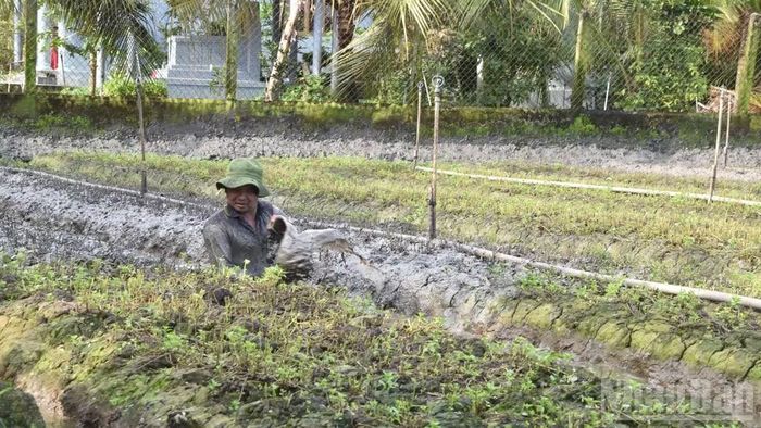 Nông dân xã Long Định (tỉnh Đồng Tháp) trồng lại vụ rau mới sau khi thiệt hại chưa rõ nguyên nhân.