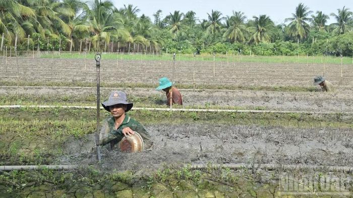 Người dân xã Long Định (tỉnh Đồng Tháp) làm đất để tái sản xuất lại vụ rau mới.