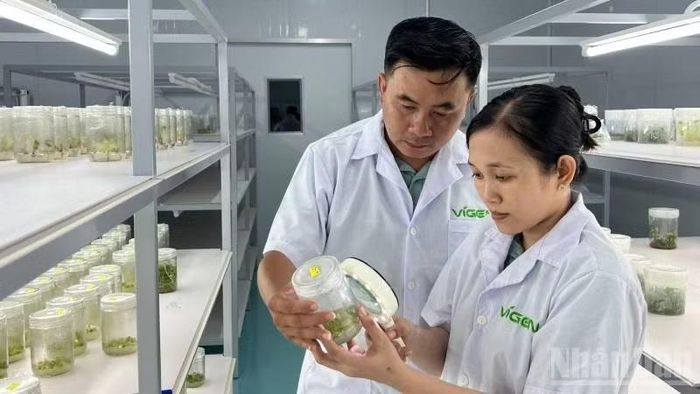 Ứng dụng khoa học công nghệ trong sản xuất cây giống tại tỉnh Vĩnh Long. (Ảnh: LÊ HOÀNG TRUNG)