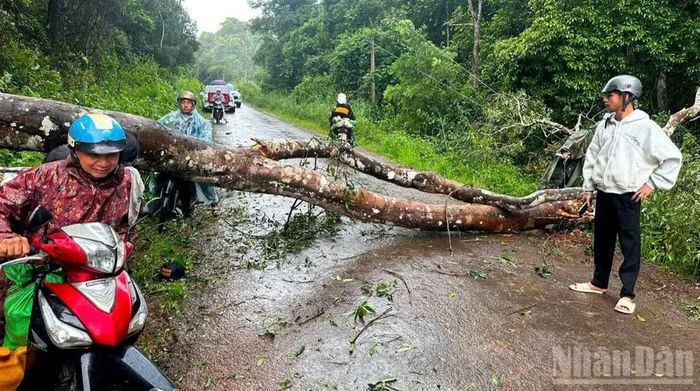 Hiện trường cây đổ khiến 2 người bị thương nặng tại xã Quảng Sơn, tỉnh Lâm Đồng.