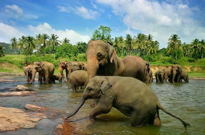 Voi châu Á hiện đại (Elephas maximus). Ảnh: Britannica