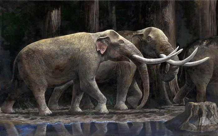 Voi cổ Stegodon. Ảnh: dinoanimals.com.
