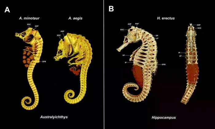 Ảnh CT cho thấy hai loài thuộc chi Australyichthys (trái) có cấu trúc xương khác biệt rõ rệt so với cá ngựa (Hippocampus, phải).