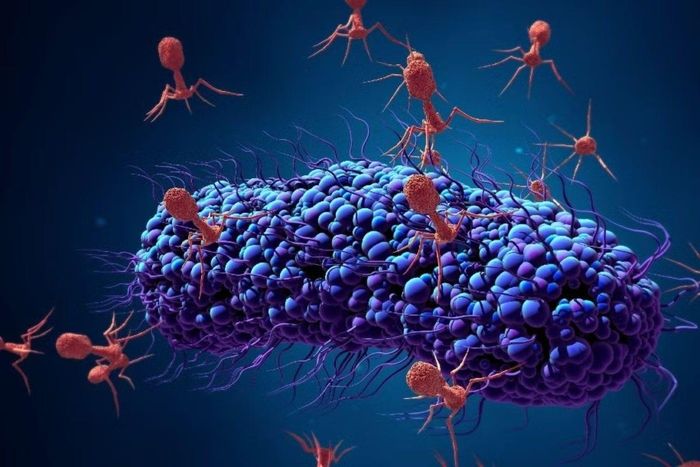 Các virus thực khuẩn tập hợp tấn công một vi khuẩn kháng thuốc.