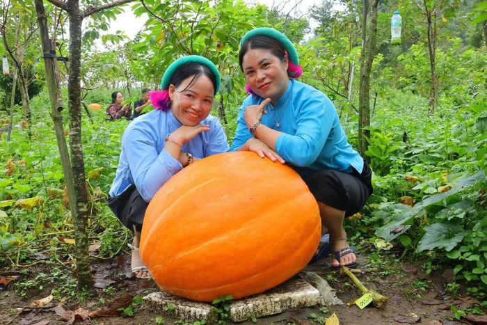 Vườn bí luôn tập người đến thăm.