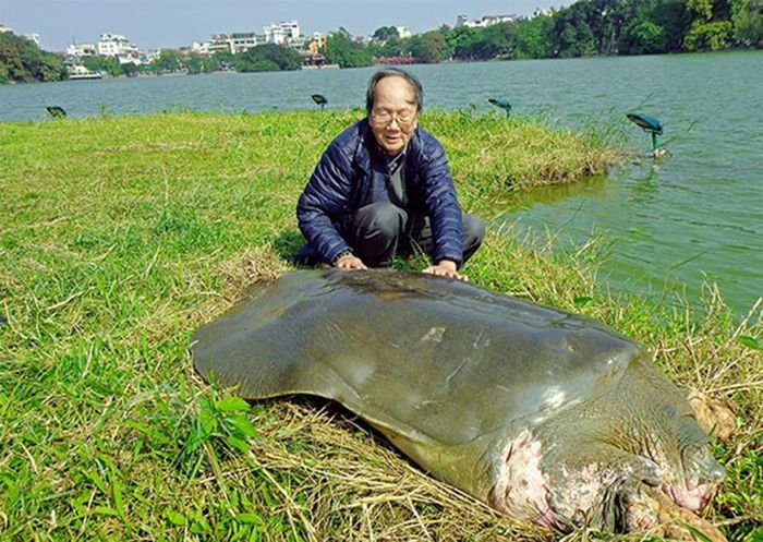 PGS.TS Hà Đình Đức chụp ảnh cùng rùa Hoàn Kiếm.
