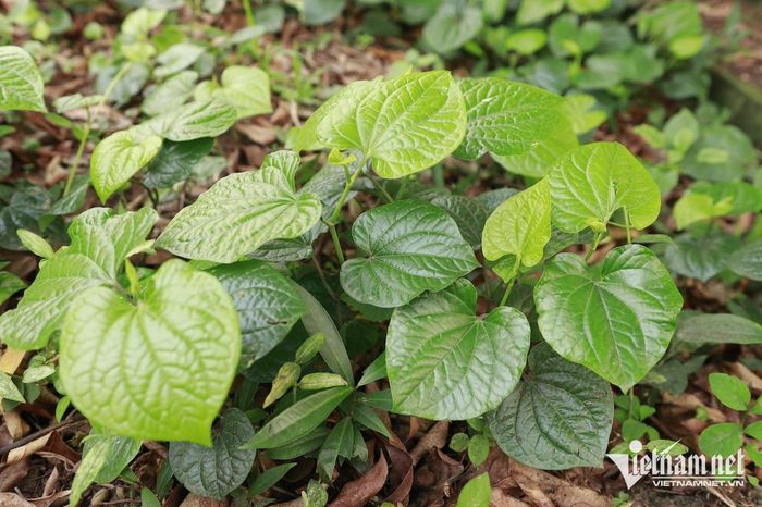 Lá lốt là khắc tinh của mồ hôi tay.