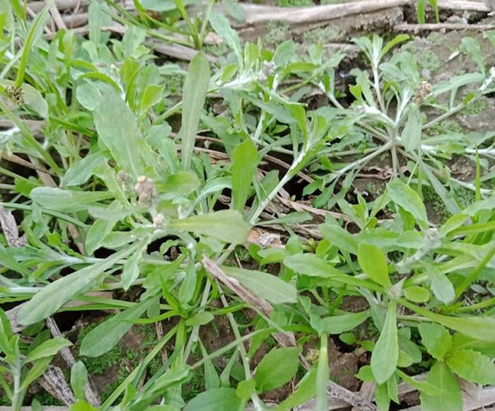 Rau khúc là vị thuốc giúp giảm ho, long đờm hiệu quả.
