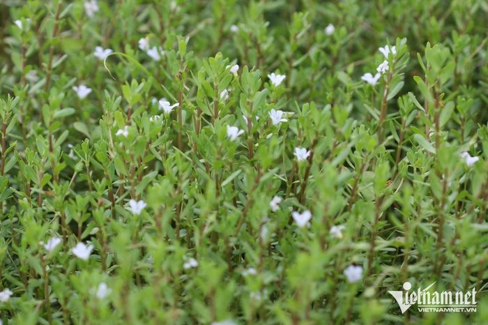 Rau đắng biển là loại rau mọc dại bổ não, giúp cải thiện trí nhớ.