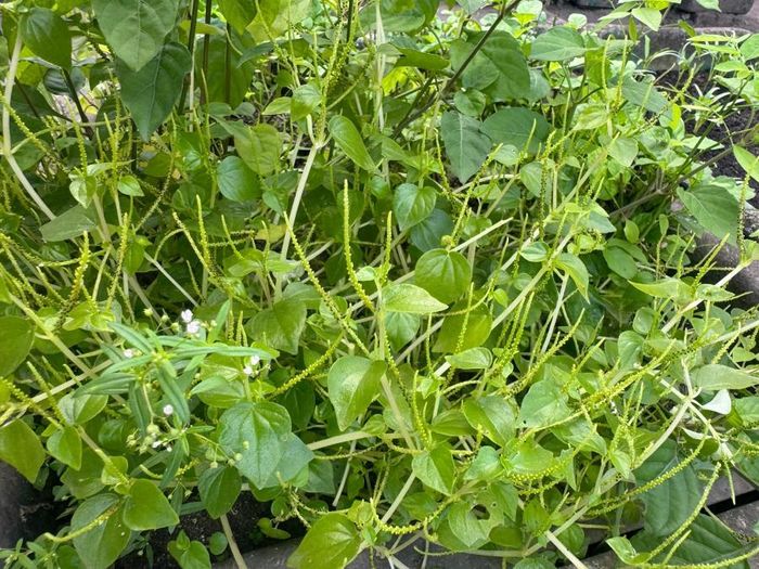 Rau càng cua tốt cho người bị bệnh tim mạch, tiểu đường.