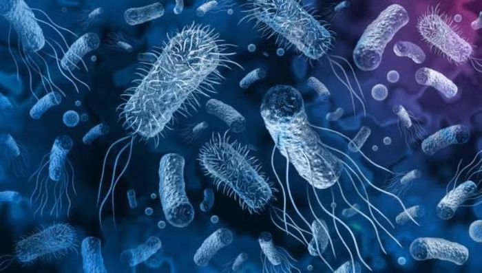 Salmonella là một trong những tác nhân phổ biến gây ngộ độc thực phẩm.