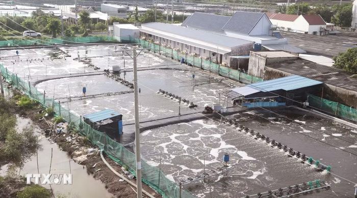 Cà Mau ứng dụng công nghệ trong xây dựng vùng nguyên liệu tôm phục vụ cho xuất khẩu. (Ảnh: Tuấn Phi/TTXVN)