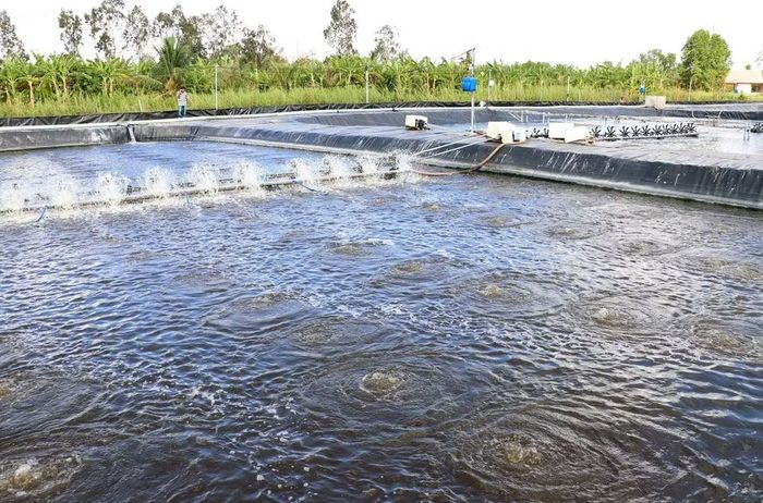 Cà Mau đang tập trung quy hoạch lại vùng nuôi, đồng thời áp dụng các loại hình nuôi hiện đại, bền vững trước tác động của biến đổi khí hậu. (Ảnh: Huỳnh Anh/TTXVN)