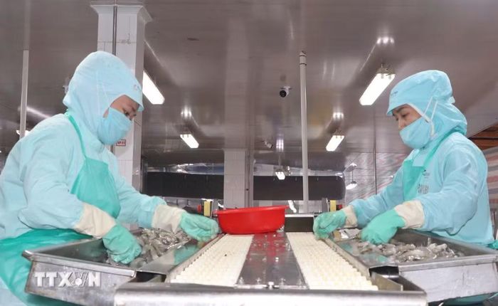 Ngành chế biến sản xuất tôm được xem là chủ lực của lĩnh vực xuất khẩu ở Cà Mau. (Ảnh: Tuấn Phi/TTXVN)