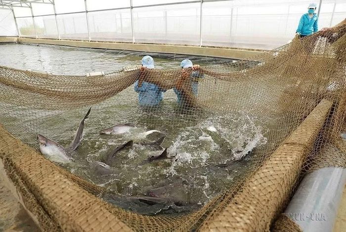 Tập đoàn Việt-Úc là doanh nghiệp đầu tiên xây dựng khu nghiên cứu chọn lọc đàn cá bố mẹ và sản xuất cá tra giống công nghệ cao trên diện tích gần 104 ha ở xã Vĩnh Hòa, thị xã Tân Châu, tỉnh An Giang. (Ảnh: Phạm Hậu/TTXVN)